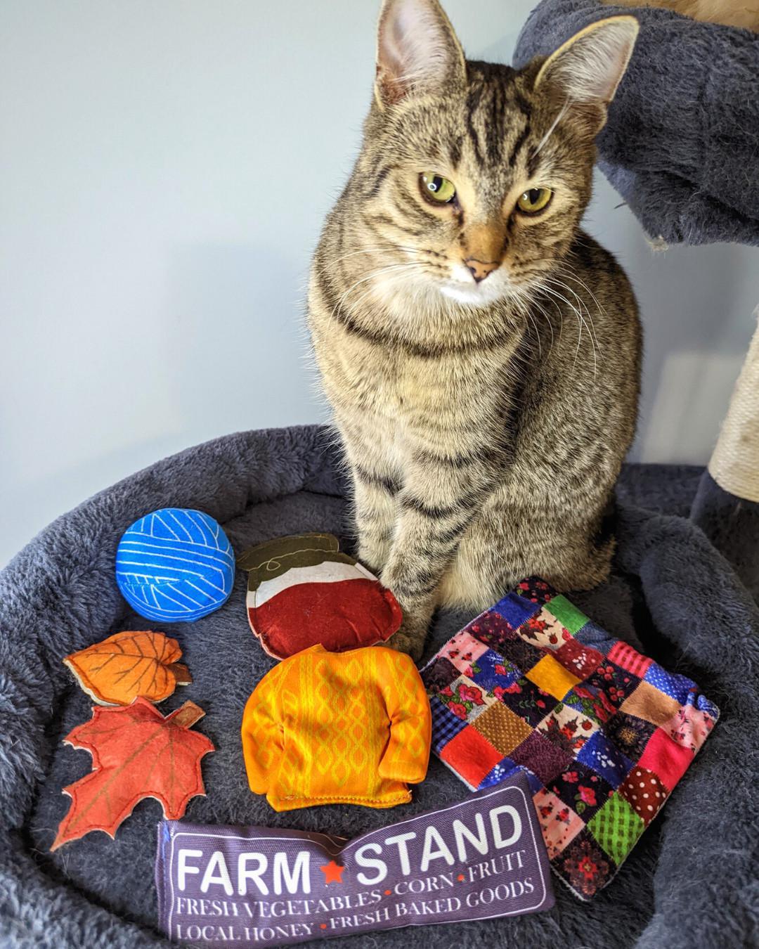 KitNipBox - 15% off First Monthly Subscription Box