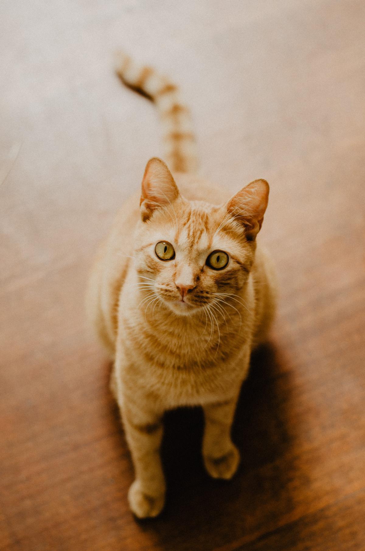 Train Your Cat to Come