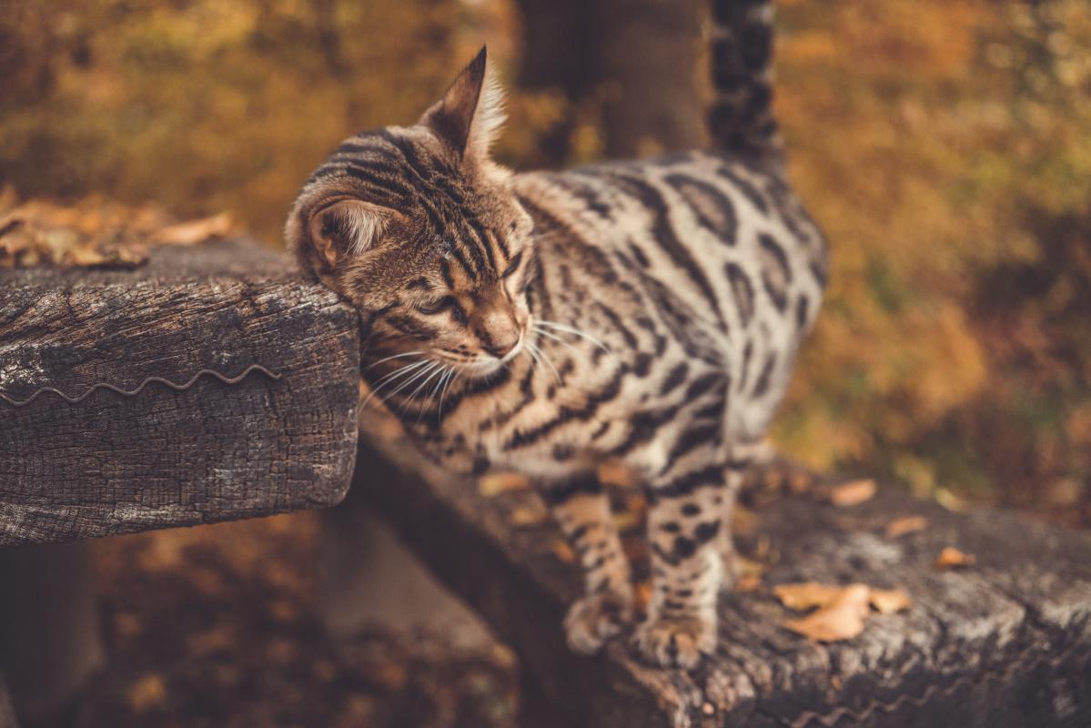 Bengal Cat