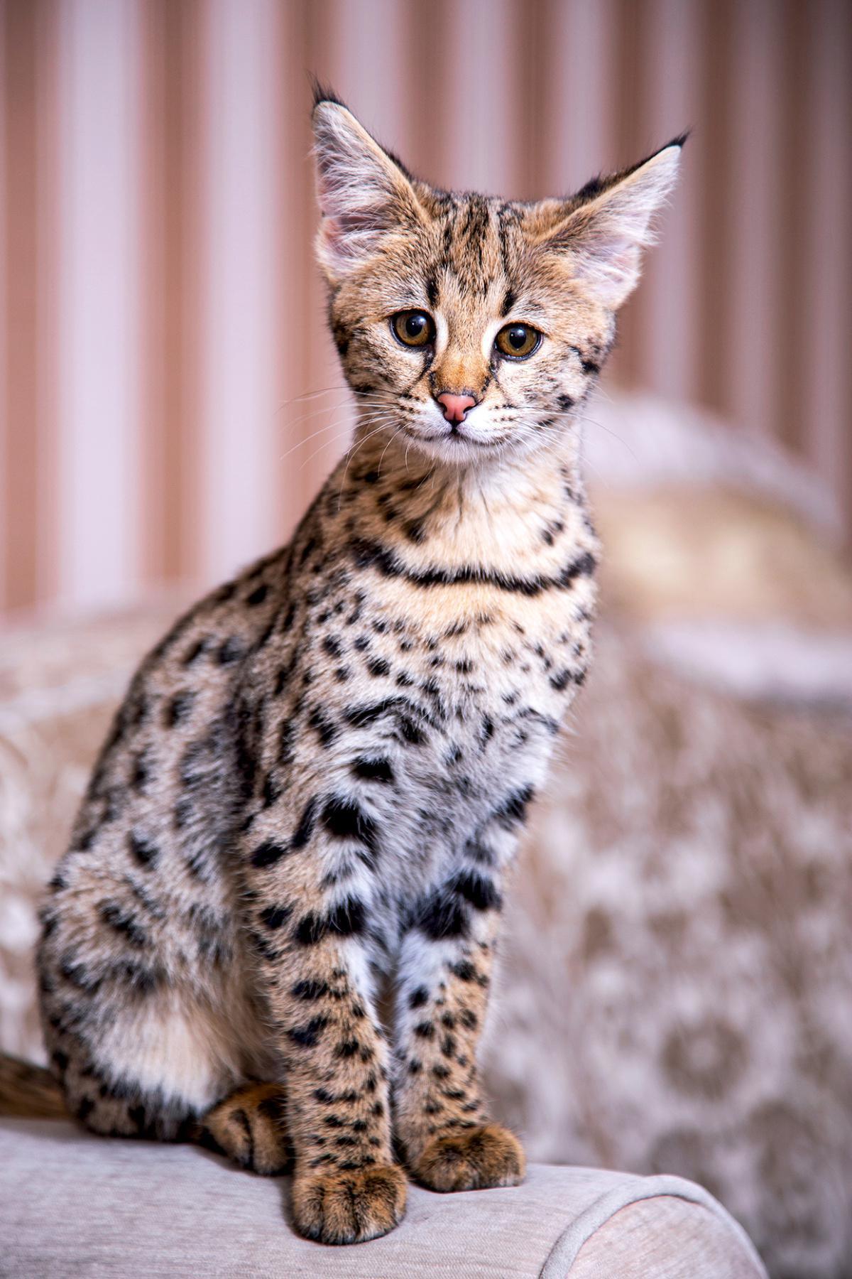 Savannah Cat