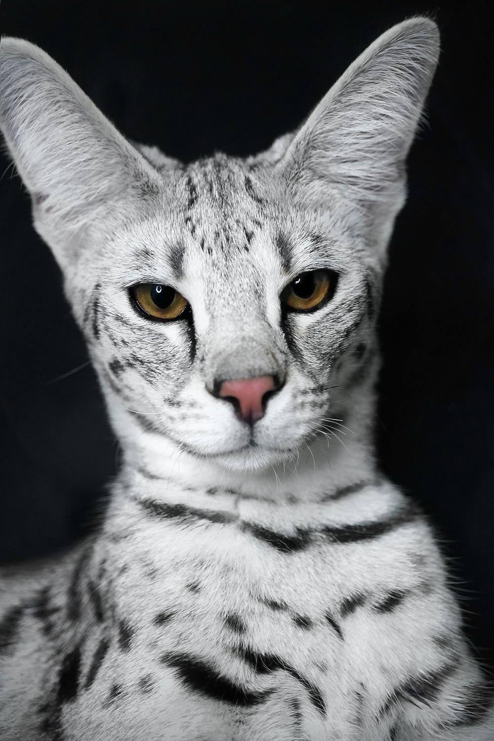 Savannah Cat