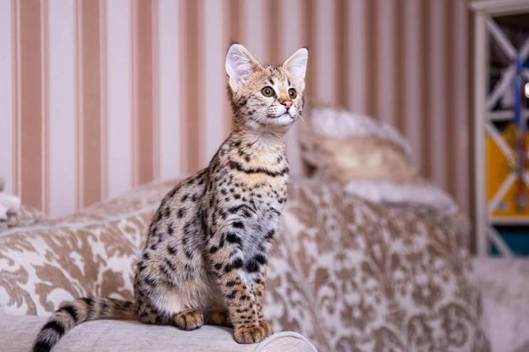 Savannah Cat