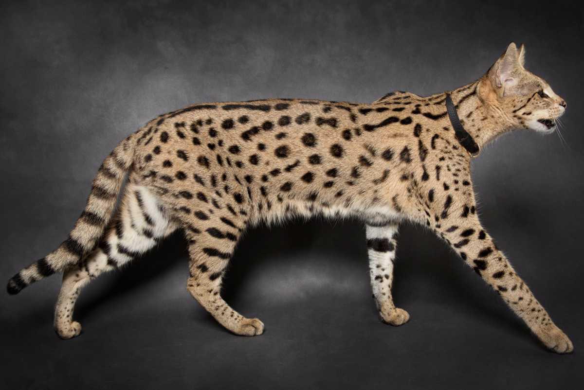 Savannah Cat