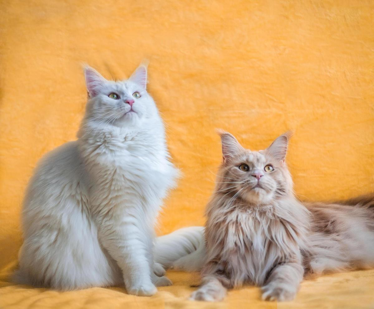 Maine Coon