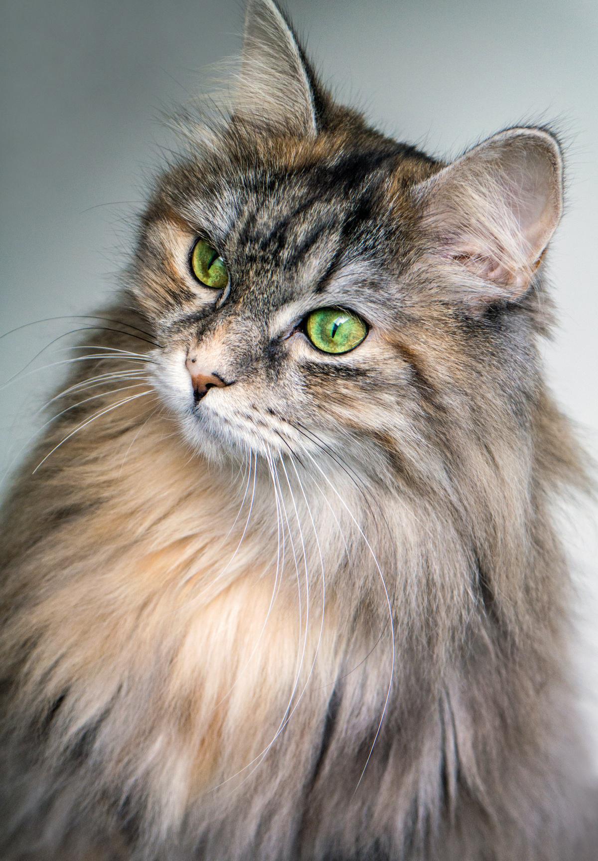 Maine Coon