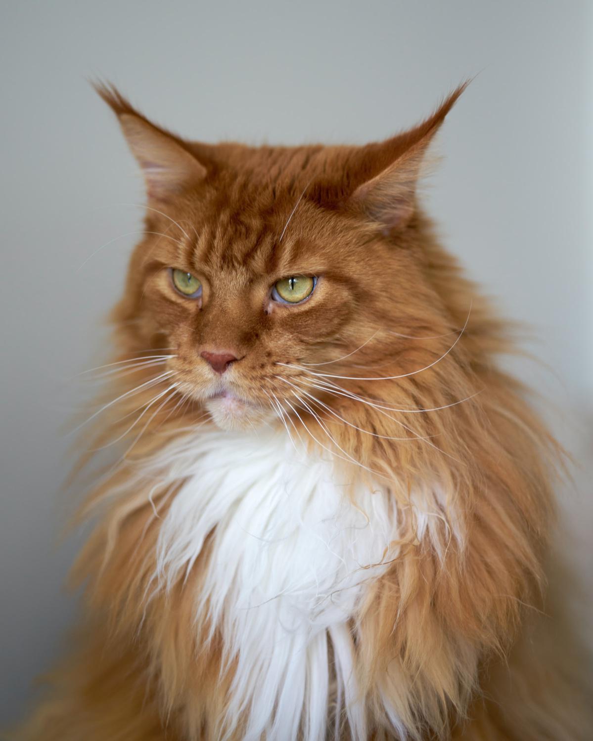 Maine Coon