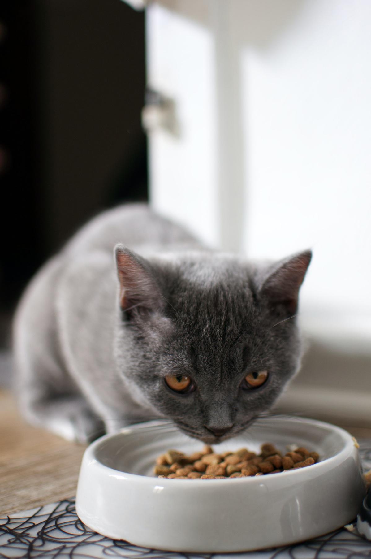 What Is The Raw Diet?