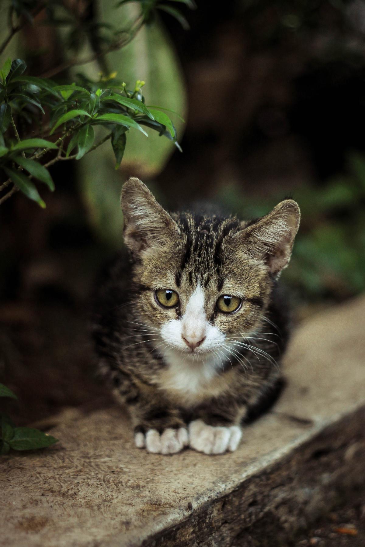 4 Mistakes When Disciplining Your Cat