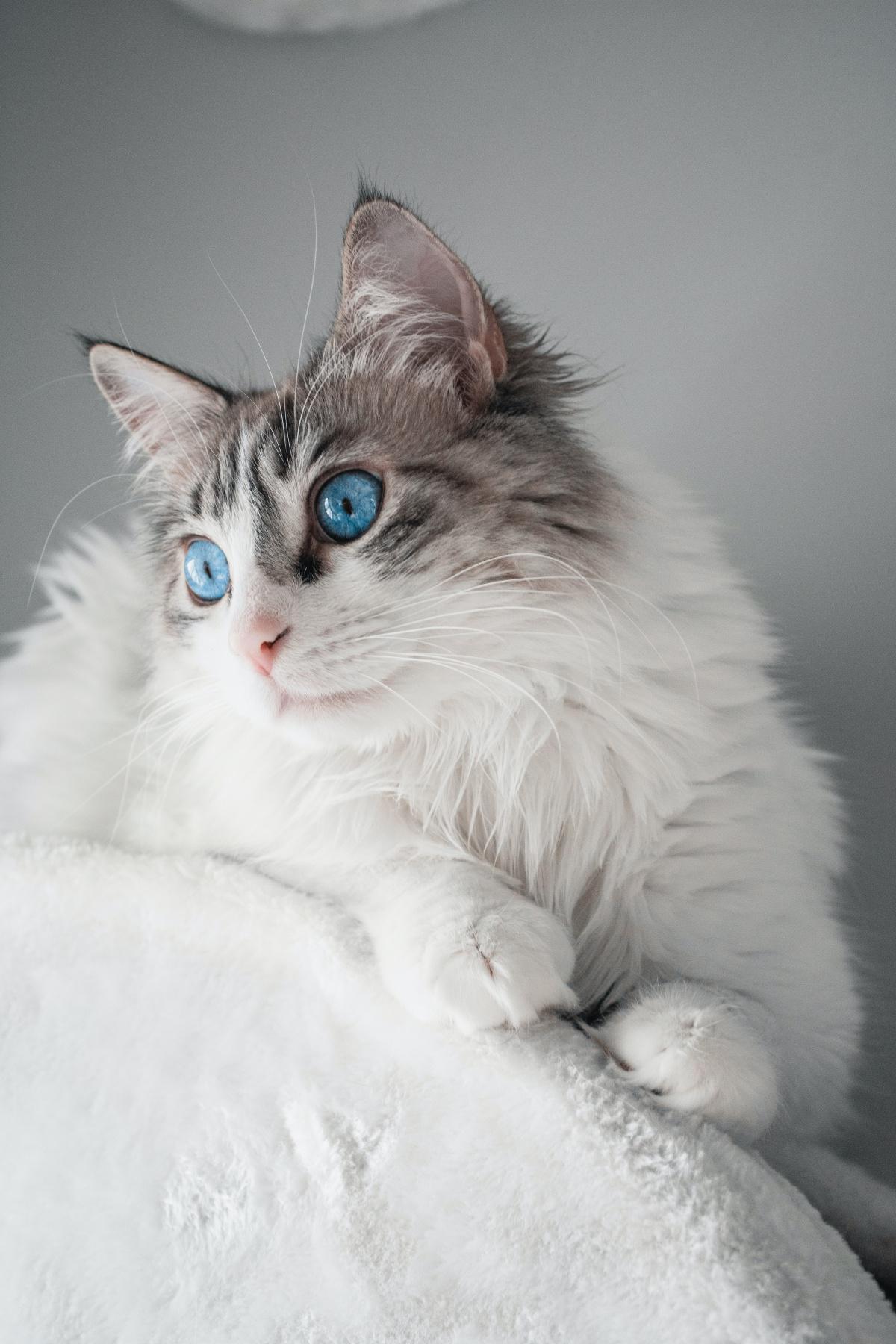 Ragdolls
