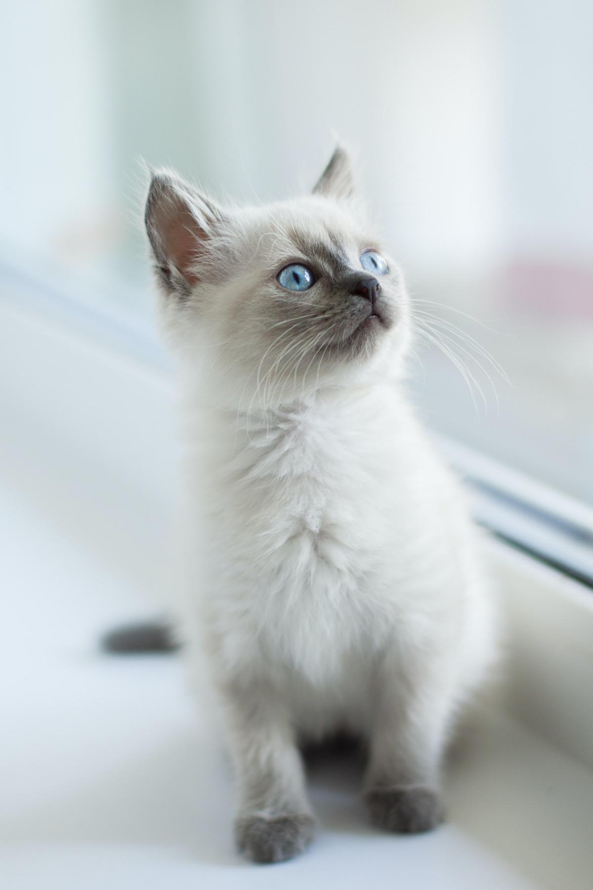 Ragdolls