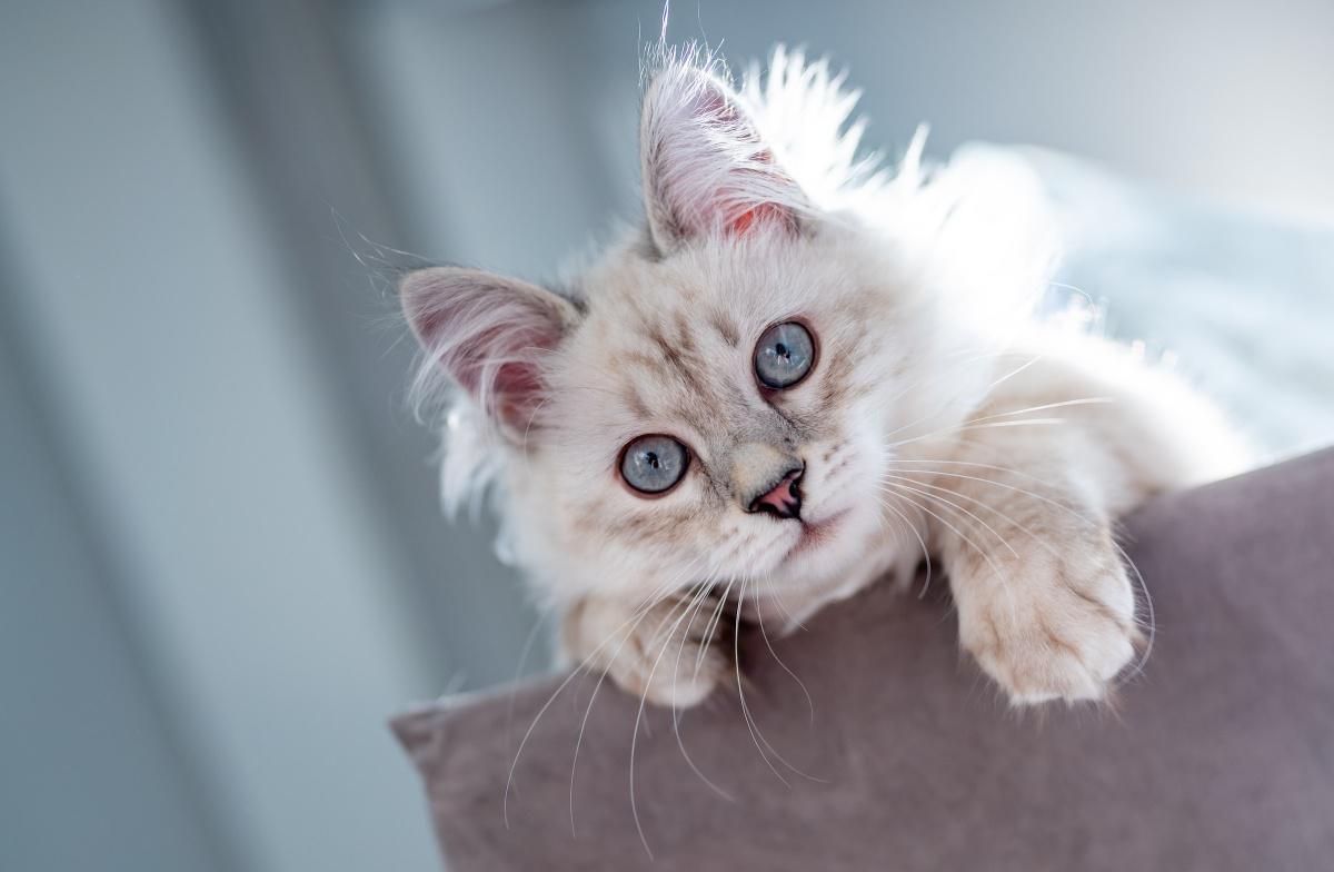 Ragdolls