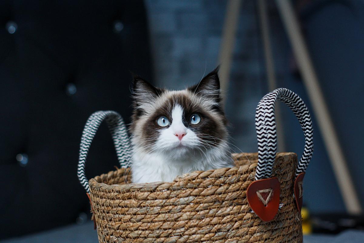 Ragdolls