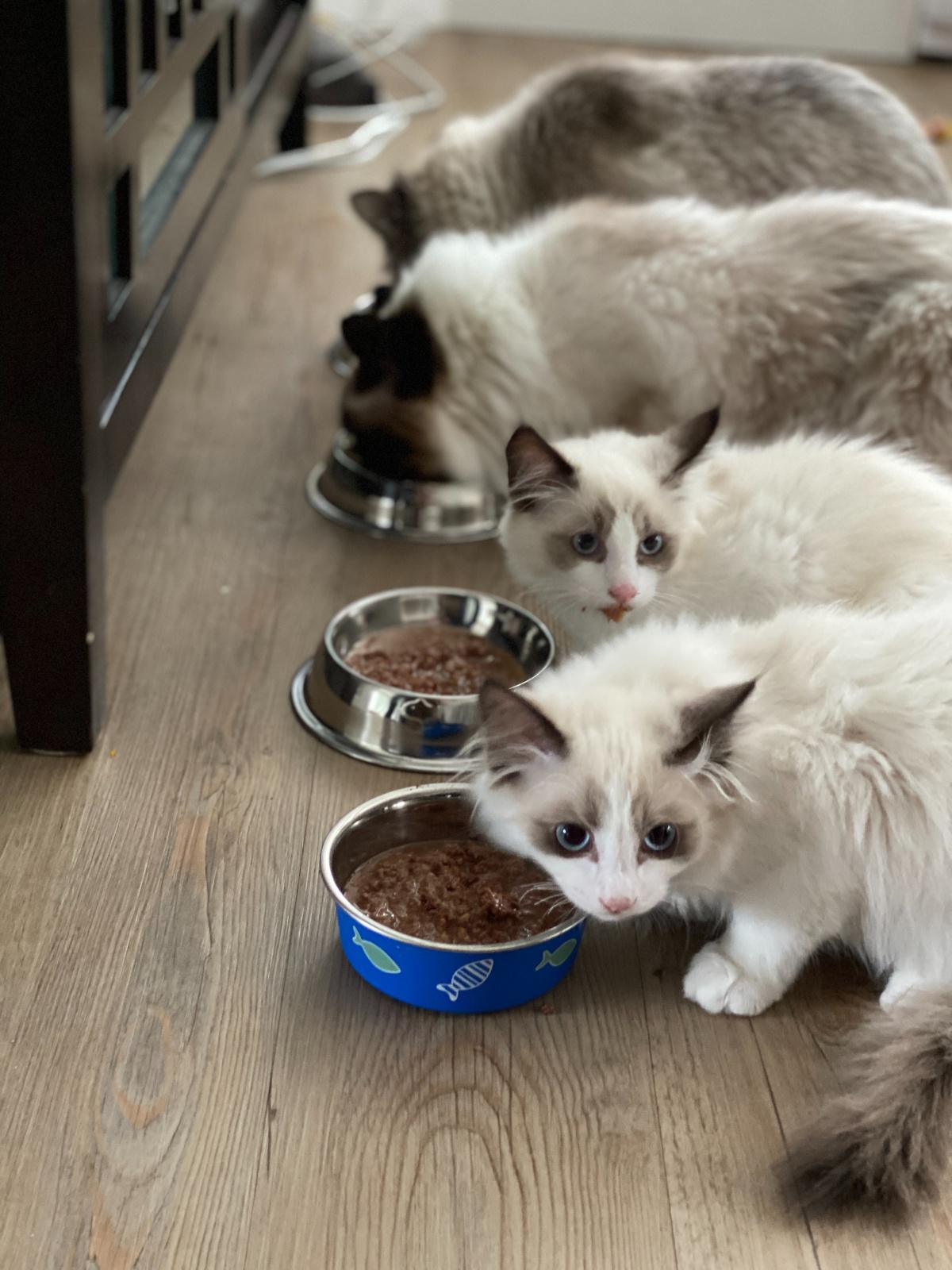 6 Reasons to Stop Free Feeding