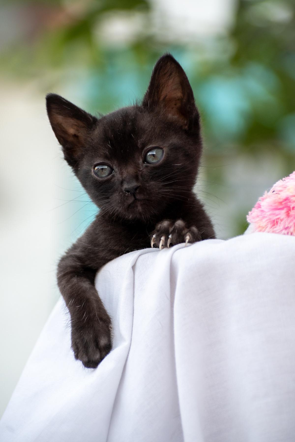 Feeding Guide for Kittens & Adults
