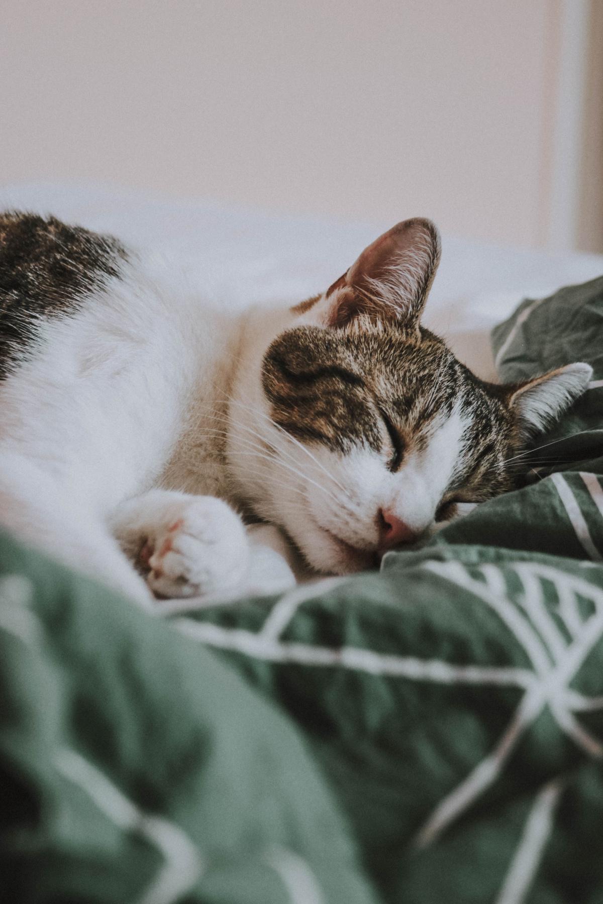 Feeding Guide for Kittens & Adults