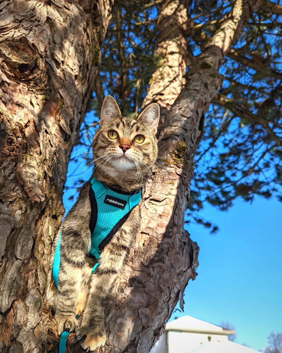 Rabbitgoo Harness & Leash