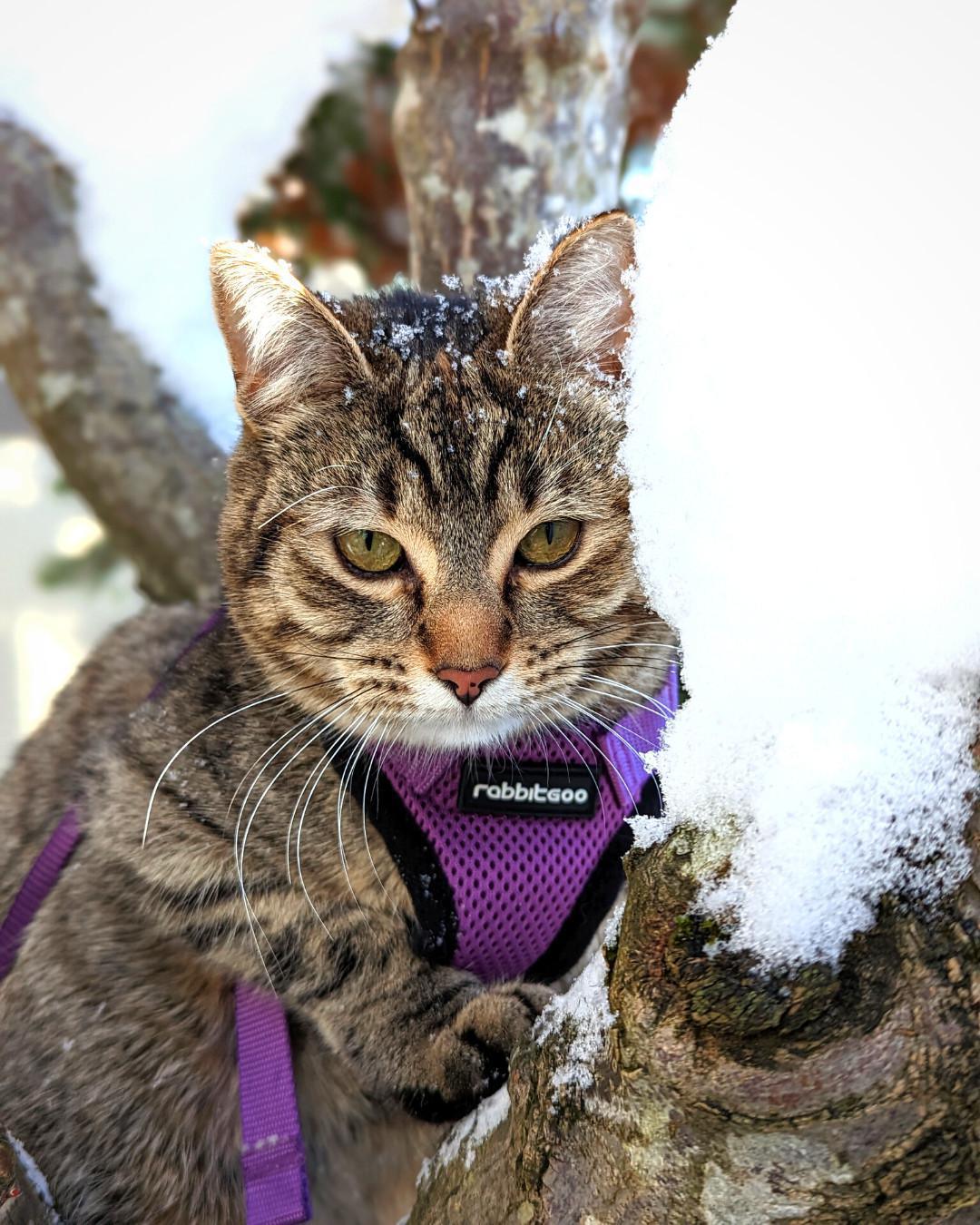 Rabbitgoo Harness & Leash