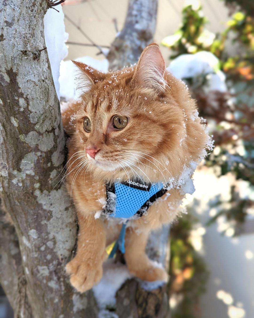 Rabbitgoo Harness & Leash
