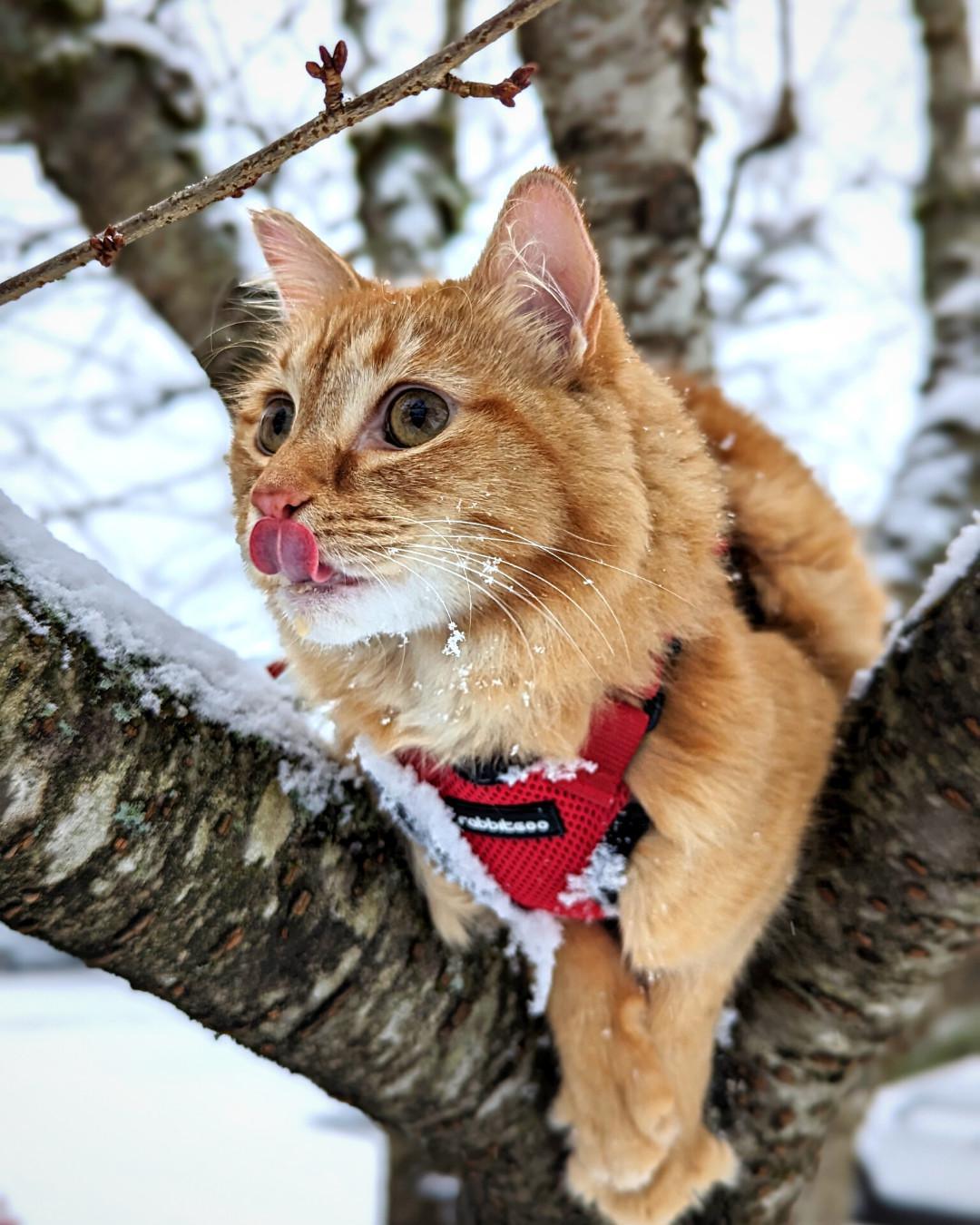 Rabbitgoo Harness & Leash