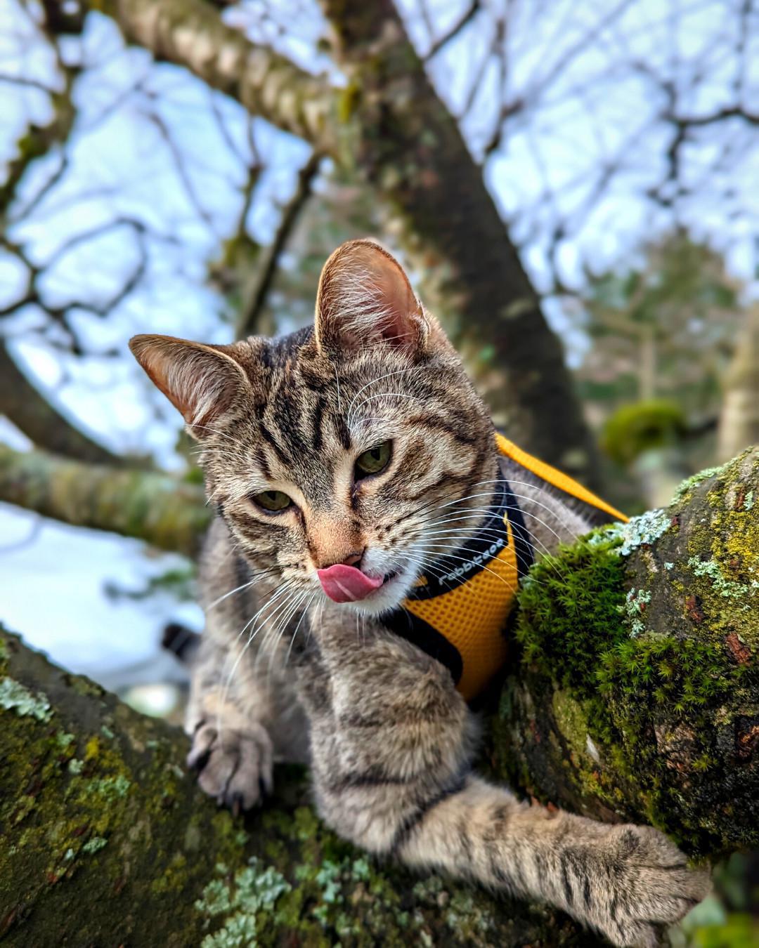 Rabbitgoo Harness & Leash