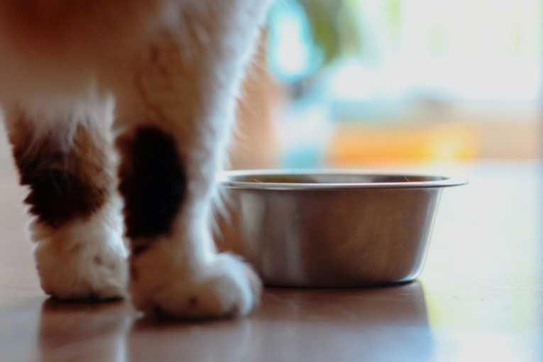 7 Steps to Transition from Free Feeding