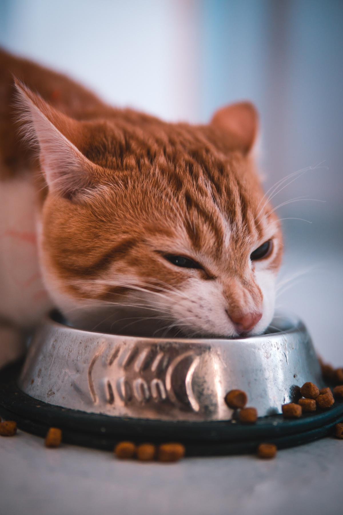 7 Steps to Transition from Free Feeding