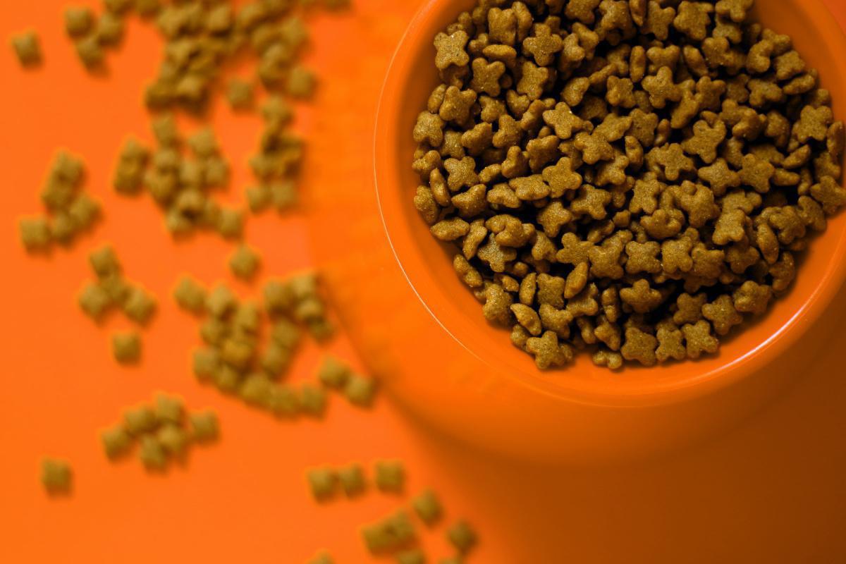 7 Steps to Transition from Free Feeding