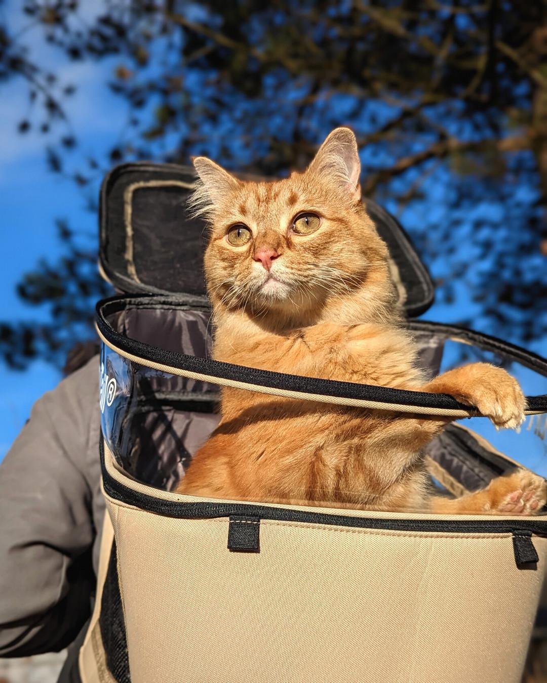 Furry Tail Cat Backpack