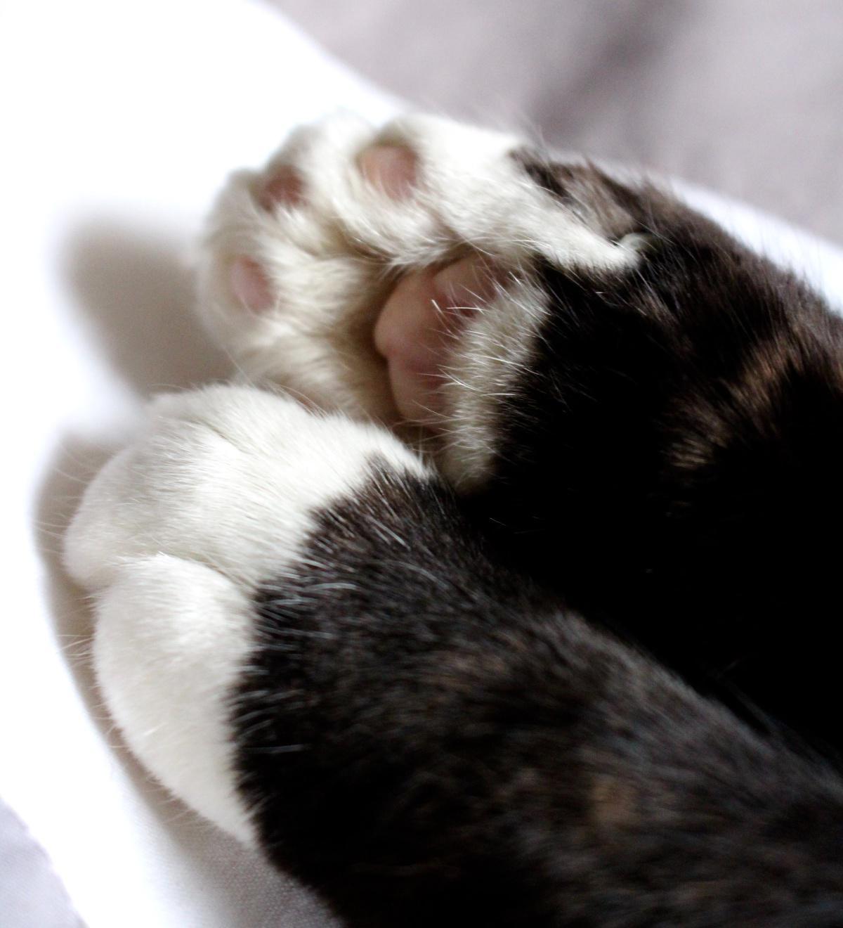 How to Trim Your Cat’s Nails