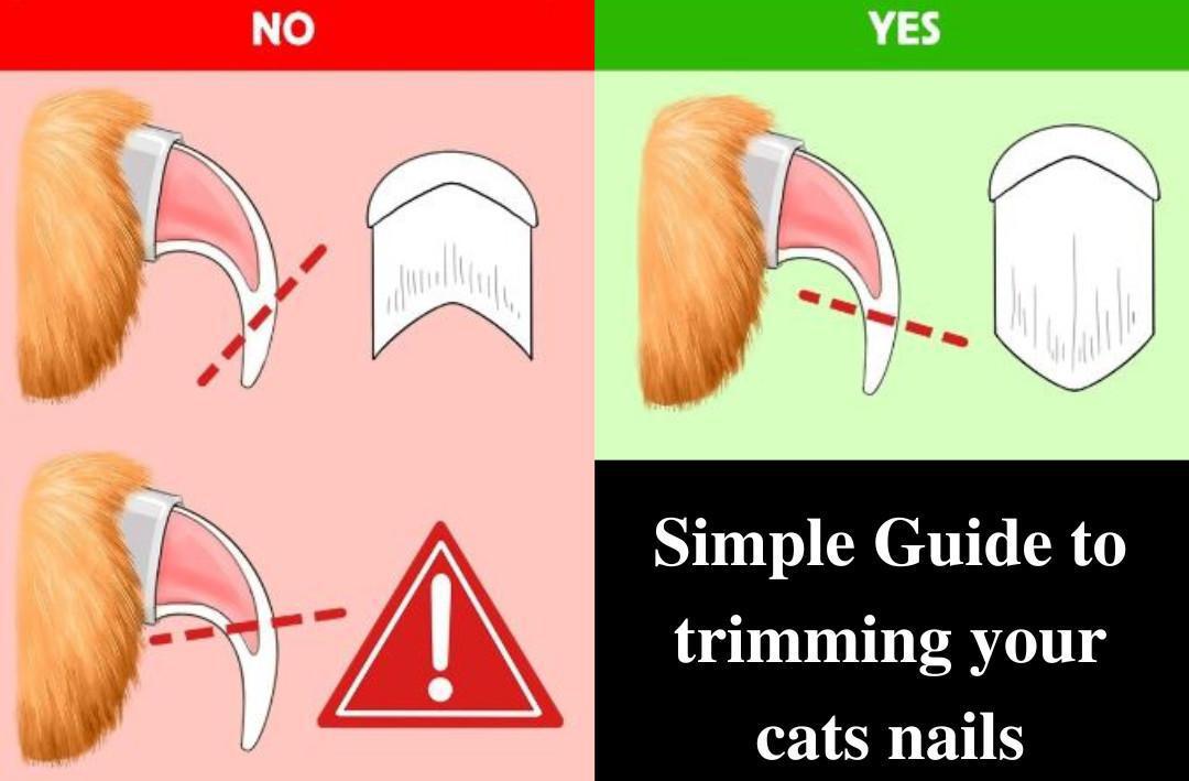 How to Trim Your Cat’s Nails