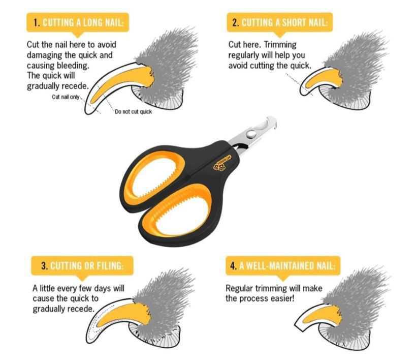 How to Trim Your Cat’s Nails