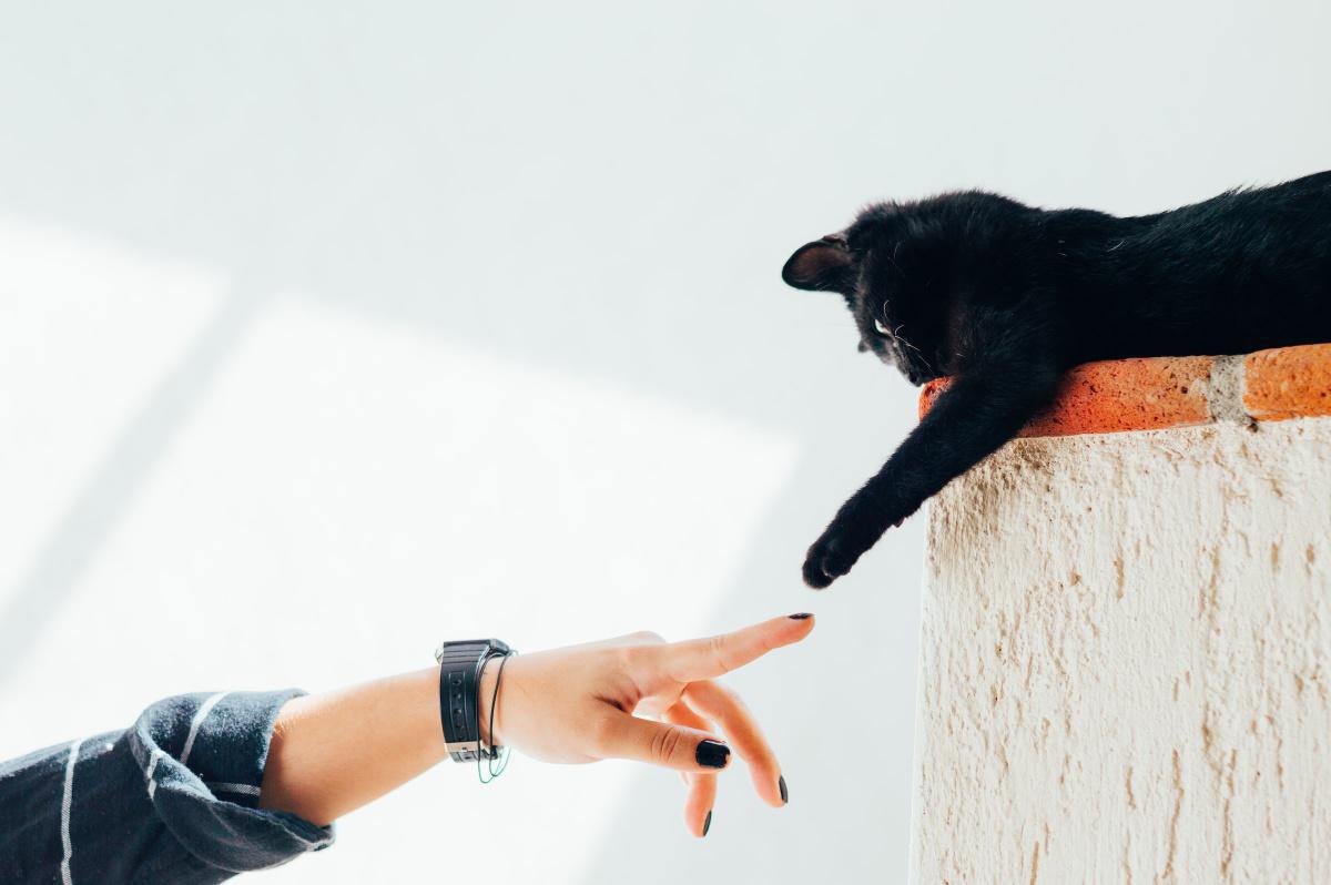 How to Trim Your Cat’s Nails