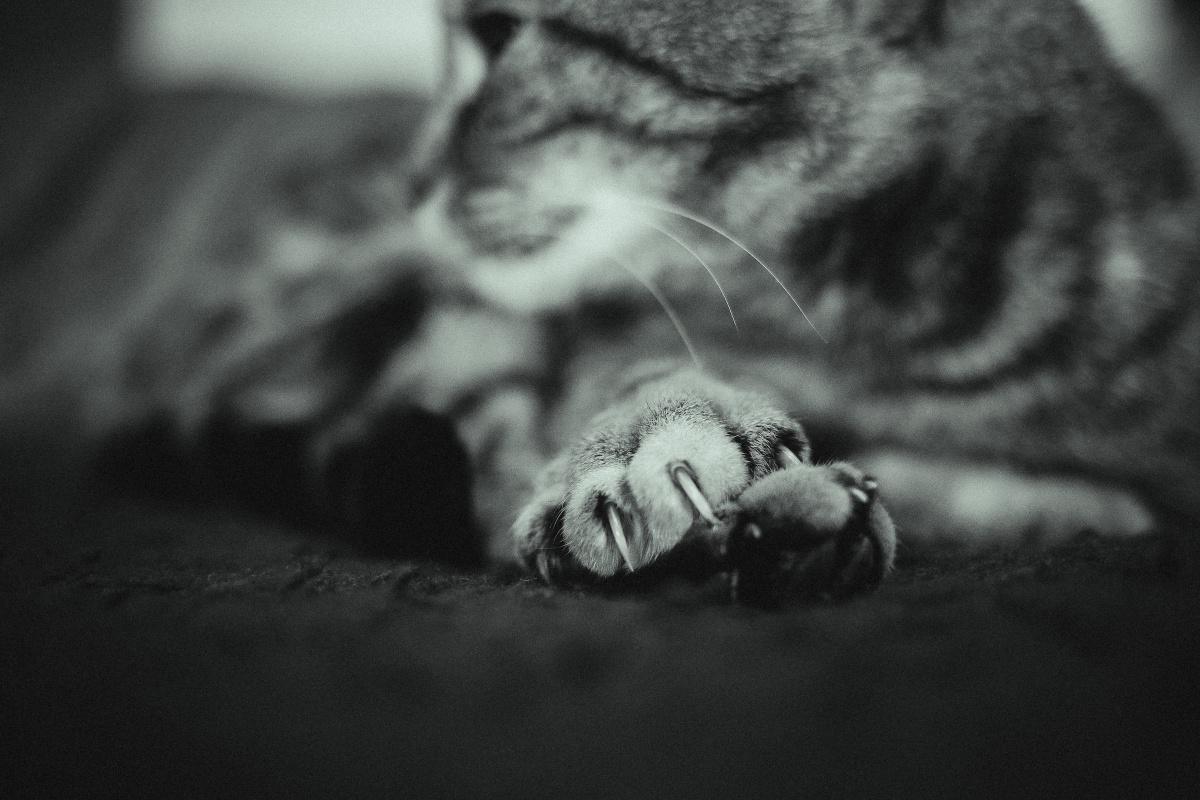 How to Bathe Your Cat (NEW!)
