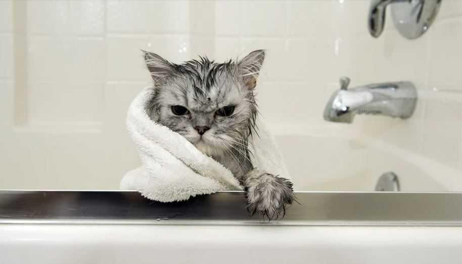 How to Bathe Your Cat (NEW!)