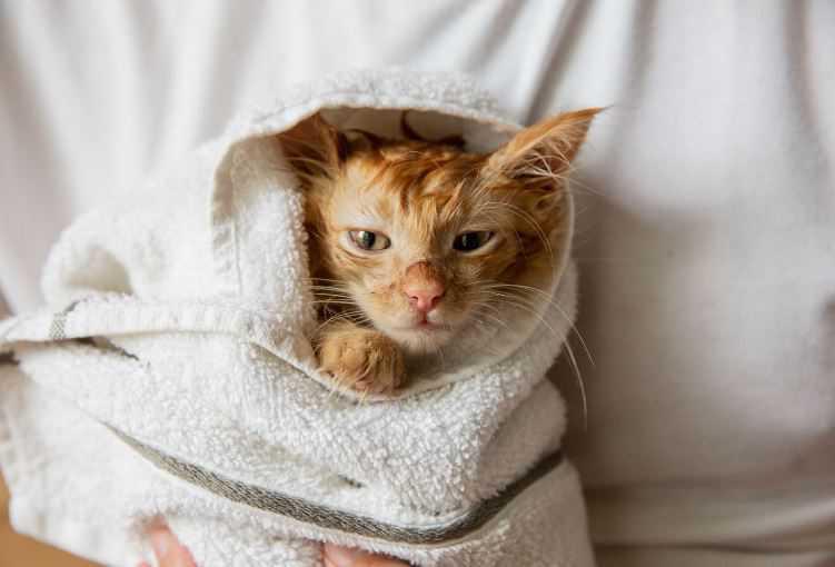 How to Bathe Your Cat (NEW!)