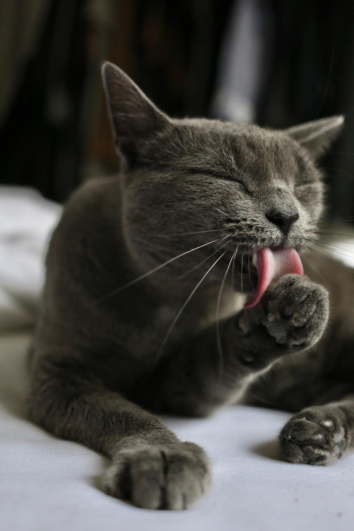 How to Bathe Your Cat (NEW!)