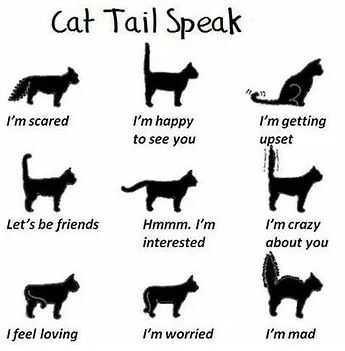 Cat Tail Language (NEW!)