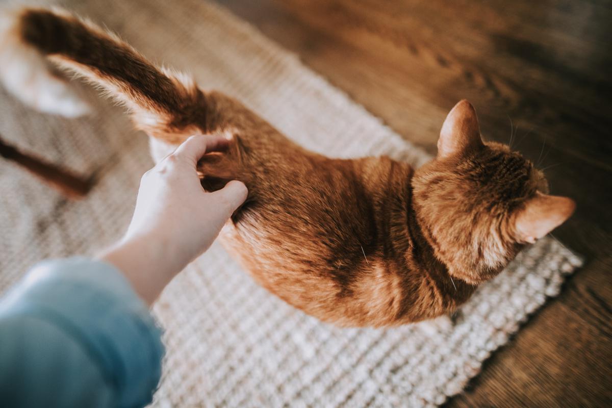 Cat Tail Language (NEW!)