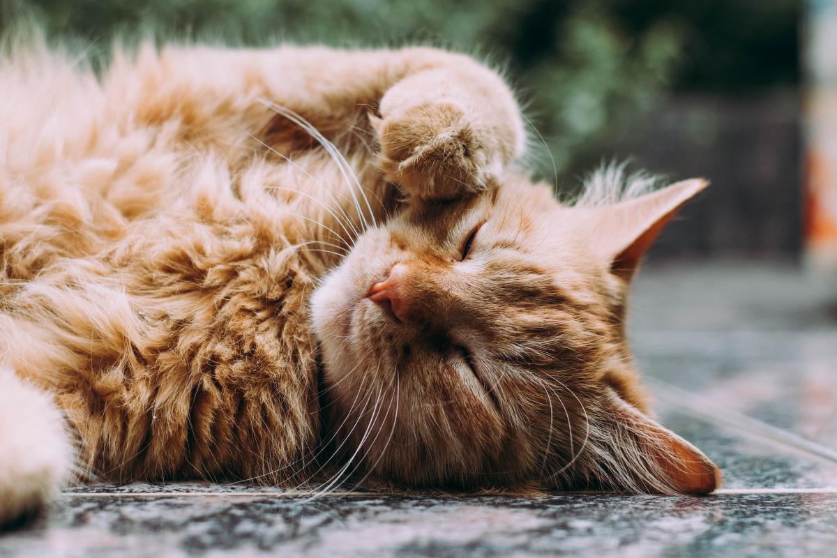 Cat Meows Meaning (NEW!)