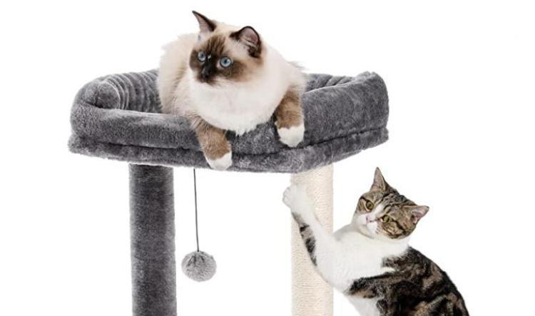 Top 5 Small Cat Tree