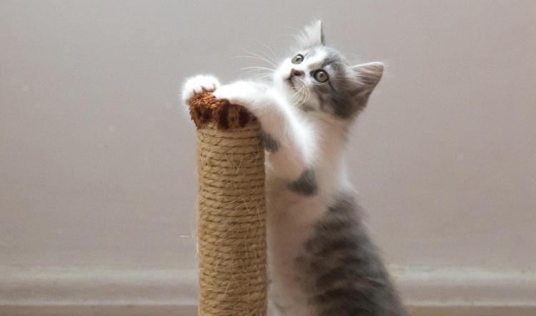 Top 5 Basic Cat Scratchers