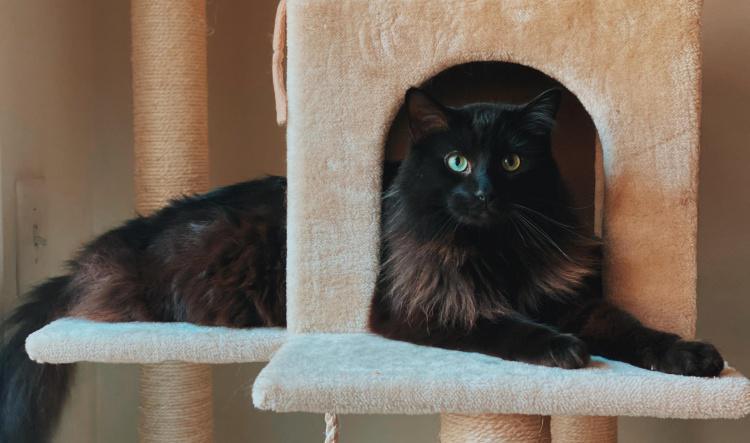 Top 5 Medium Cat Tree