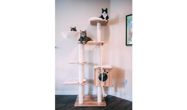 Top 5 Large Cat Tree