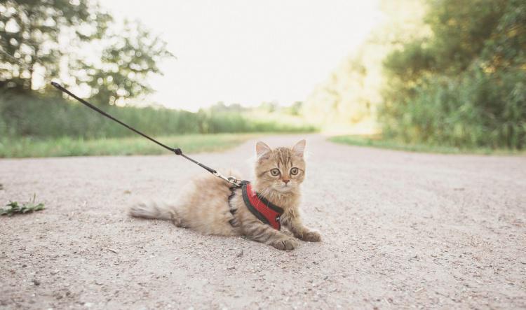 Proper Harness Training