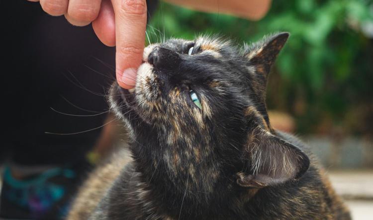 Stop Biting & Scratching