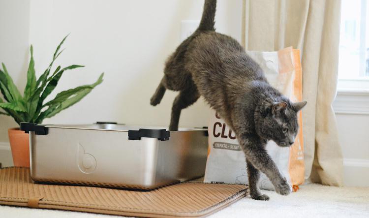 Litter Box Training
