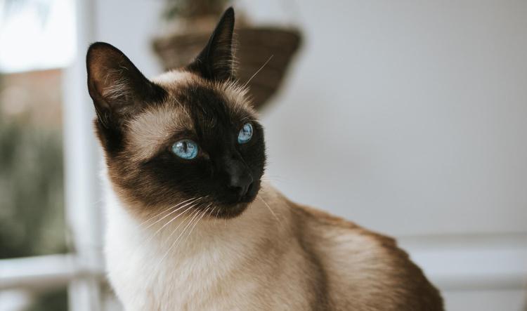 8 Ways to Discipline Your Cat