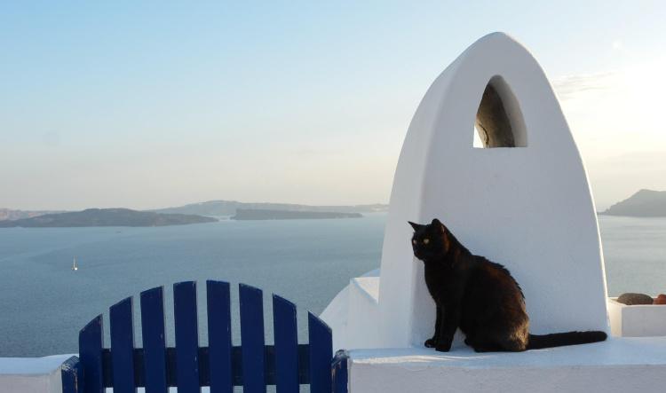 Tips & Tricks Traveling With Your Cat