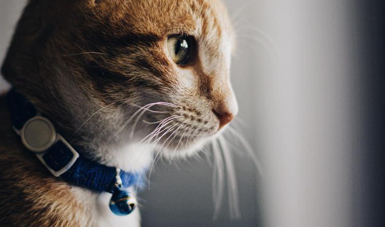 Microchip & Tags