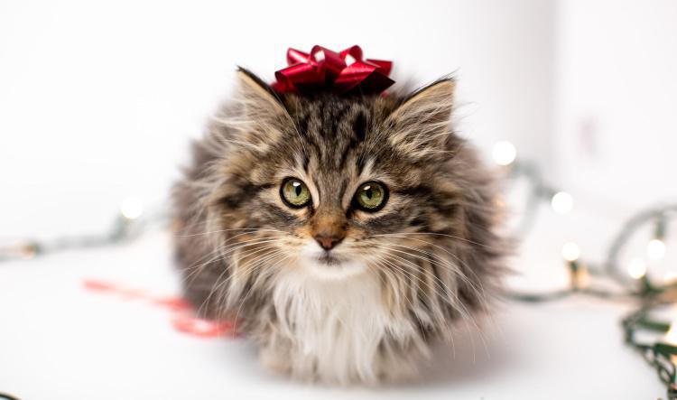 *No-Bake Fish Birthday Cake